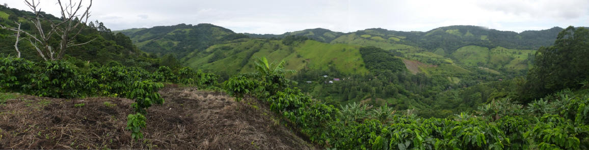 Coffee farm valley panorama view around Monteverde Costa Rica